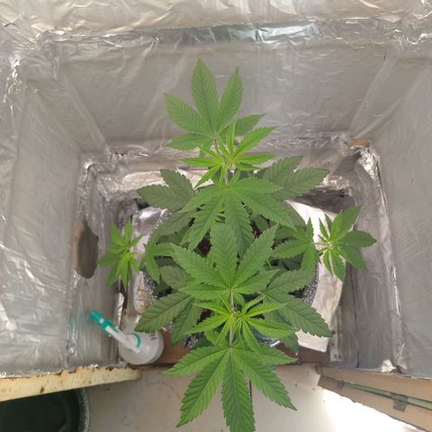 ZOAP growlog timeline photo