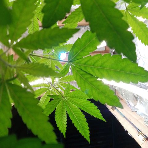 ZOAP growlog timeline photo