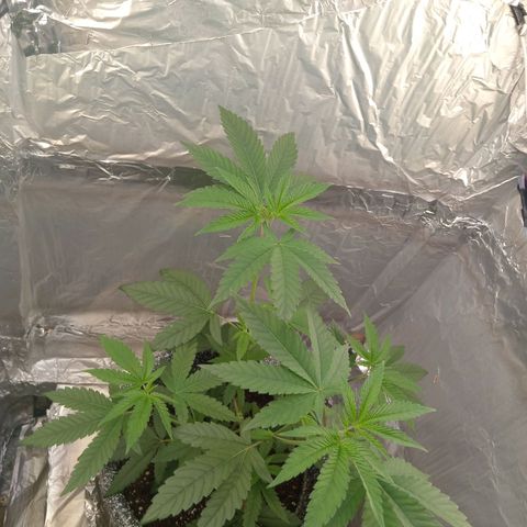 ZOAP growlog timeline photo
