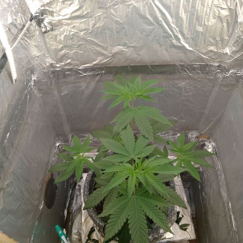 ZOAP growlog timeline photo