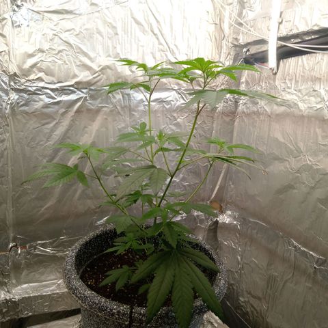 ZOAP growlog timeline photo