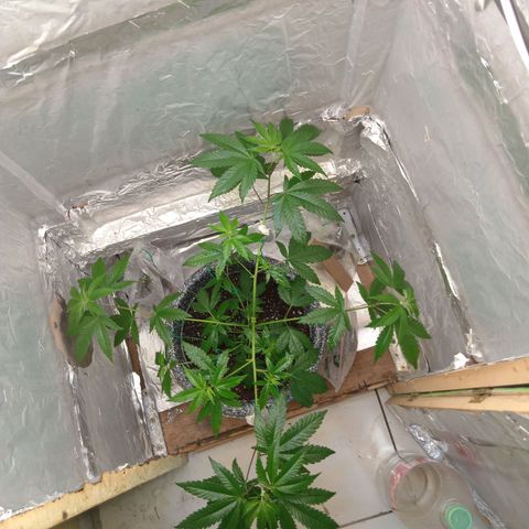 ZOAP growlog timeline photo