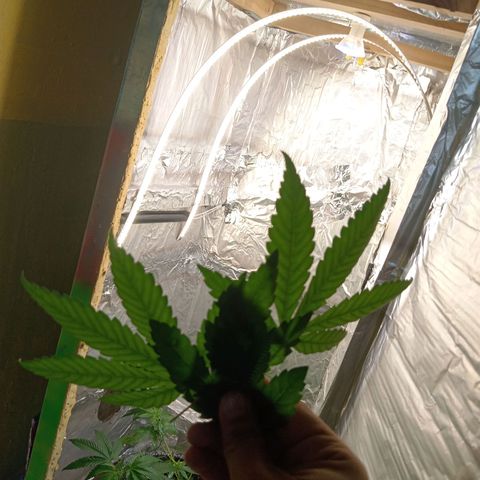 ZOAP growlog timeline photo