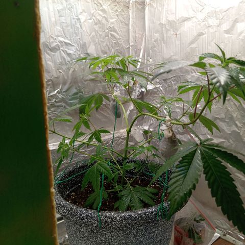 ZOAP growlog timeline photo