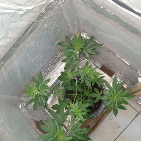 ZOAP growlog timeline photo
