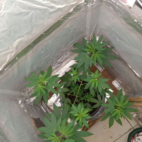 ZOAP growlog timeline photo