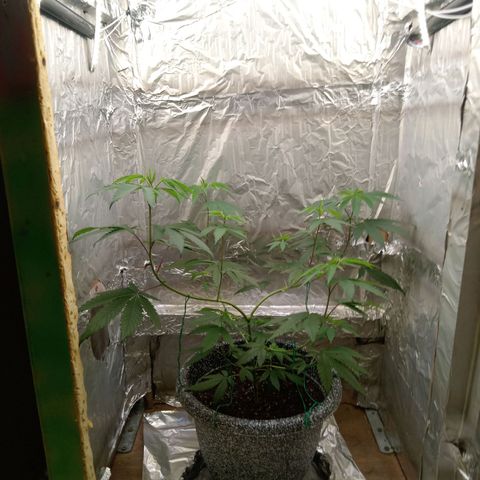 ZOAP growlog timeline photo