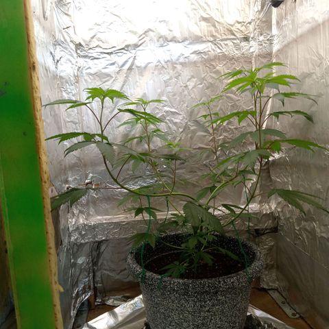 ZOAP growlog timeline photo