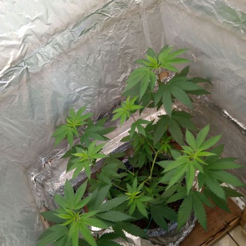 ZOAP growlog timeline photo