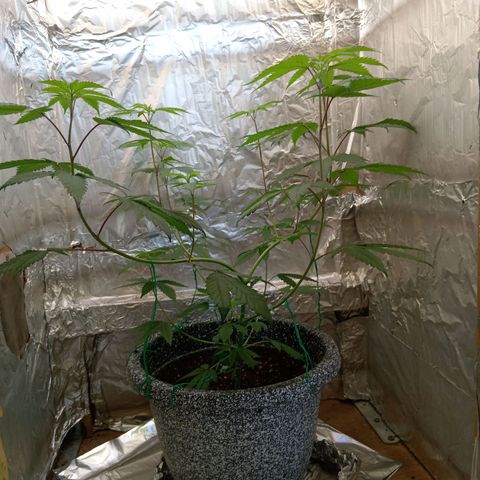 ZOAP growlog timeline photo