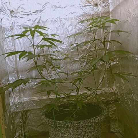 ZOAP growlog timeline photo