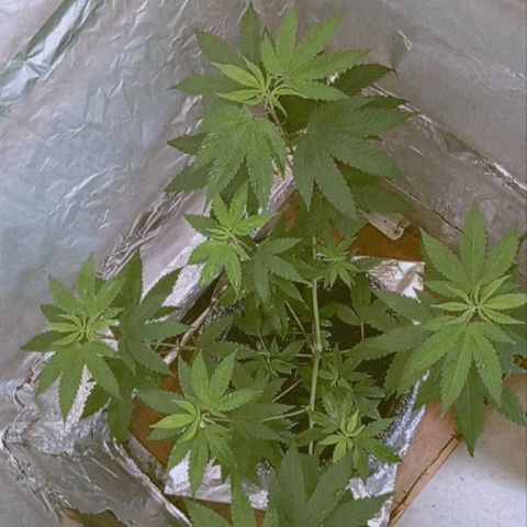 ZOAP growlog timeline photo
