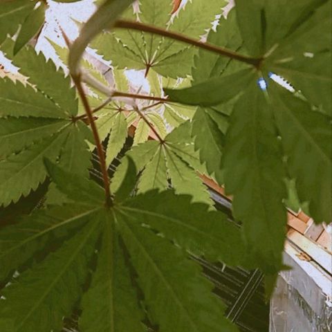 ZOAP growlog timeline photo