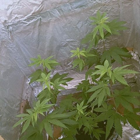 ZOAP growlog timeline photo