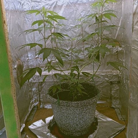 ZOAP growlog timeline photo