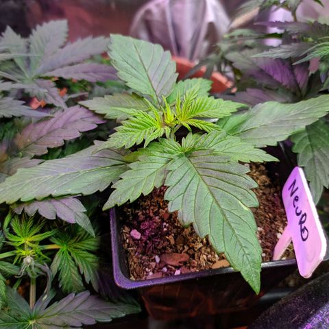 Candy Neuro growlog timeline photo