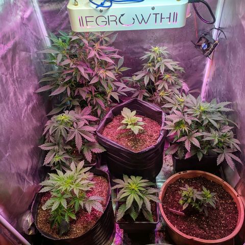 Candy Neuro growlog timeline photo
