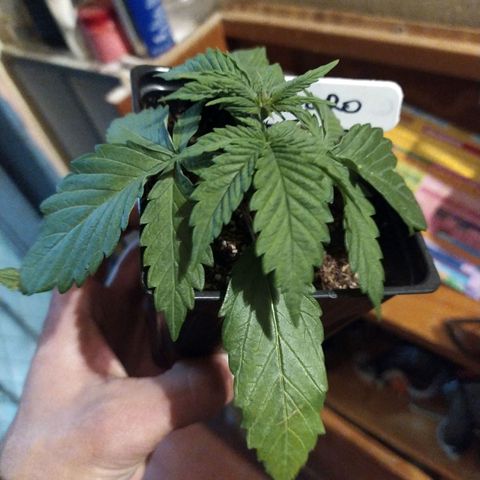 Candy Neuro growlog photo: Antes del trasplante