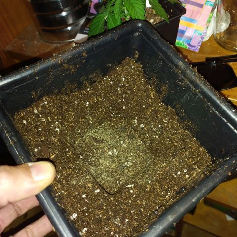 Candy Neuro growlog photo: Se agregó mixophit al sustrato
