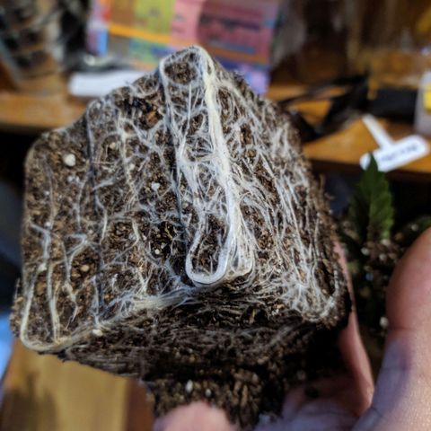 Candy Neuro growlog timeline photo