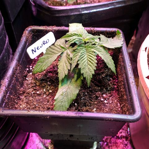 Candy Neuro growlog photo: Recién trasplantada