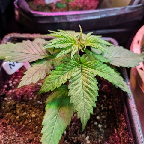 Candy Neuro growlog timeline photo