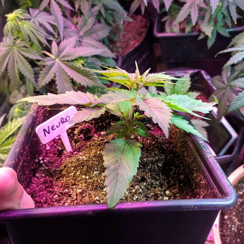 Candy Neuro growlog timeline photo