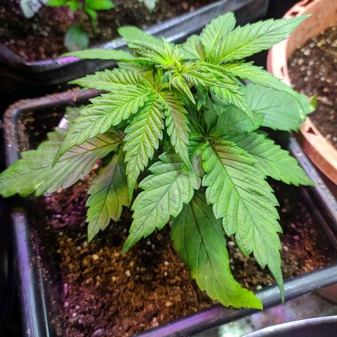 Candy Neuro growlog timeline photo