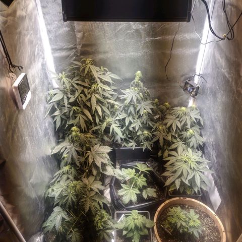 Candy Neuro growlog photo: Sodio 400w