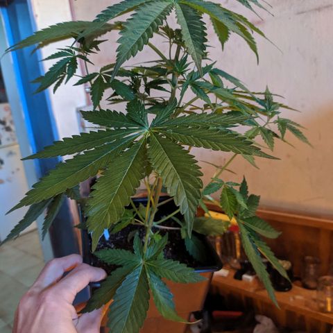 Candy Neuro growlog photo: Antes del trasplante