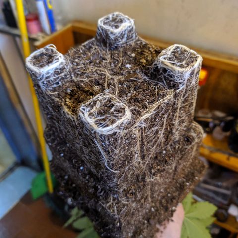 Candy Neuro growlog timeline photo