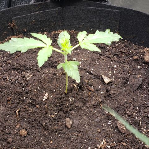 Berry blue auto growlog timeline photo