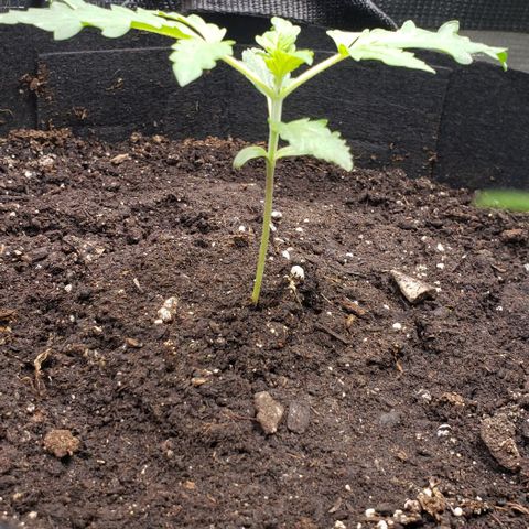 Berry blue auto growlog timeline photo