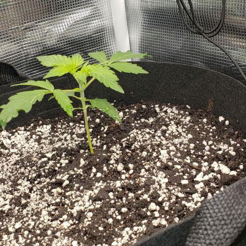 Berry blue auto growlog timeline photo