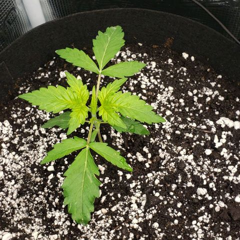 Berry blue auto growlog timeline photo
