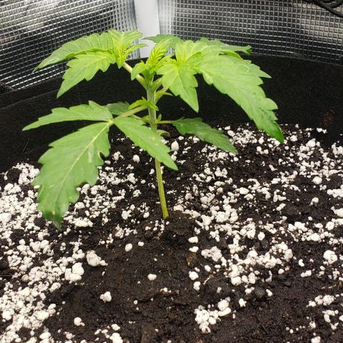 Berry blue auto growlog timeline photo