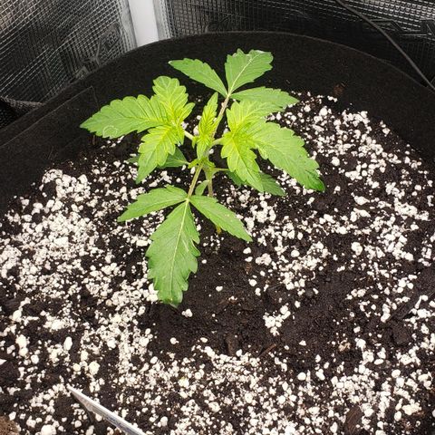 Berry blue auto growlog timeline photo