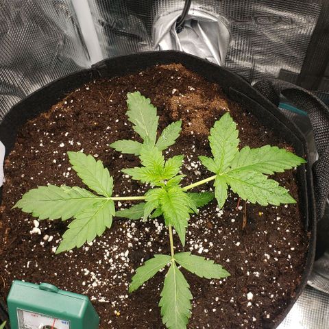 Berry blue auto growlog timeline photo