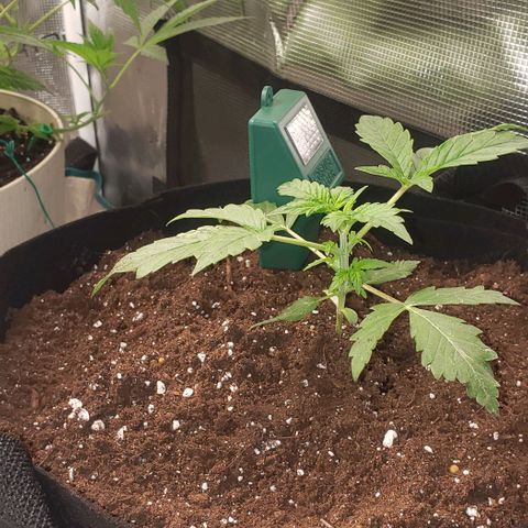 Berry blue auto growlog timeline photo