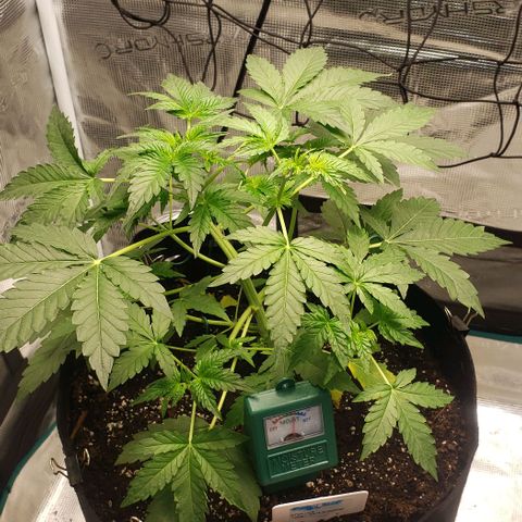 Berry blue auto growlog timeline photo