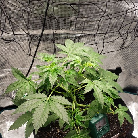 Berry blue auto growlog timeline photo