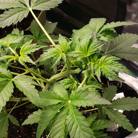 Berry blue auto growlog timeline photo