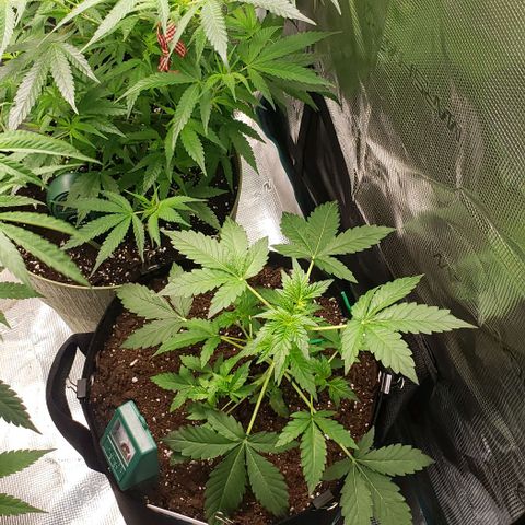 Berry blue auto growlog timeline photo