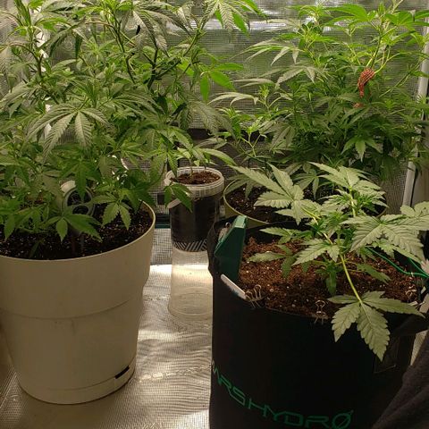 Berry blue auto growlog timeline photo