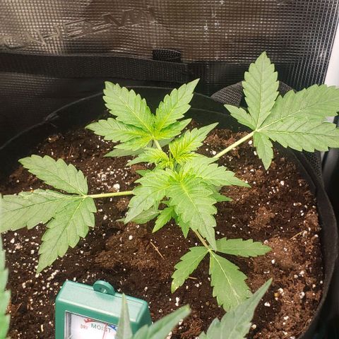 Berry blue auto growlog timeline photo