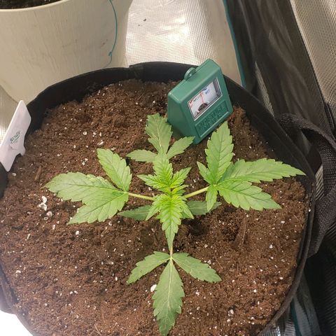 Berry blue auto growlog timeline photo