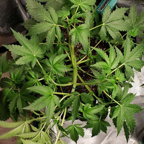Berry blue auto growlog timeline photo