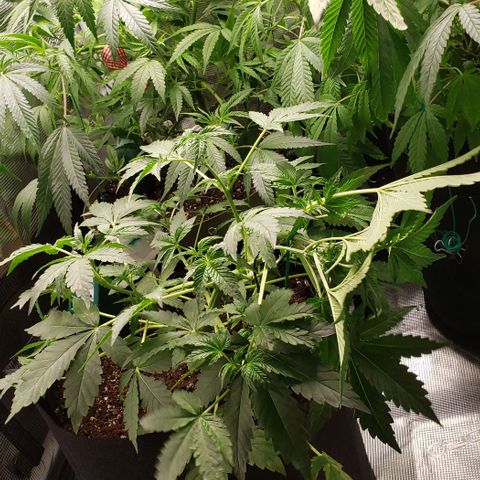 Berry blue auto growlog timeline photo