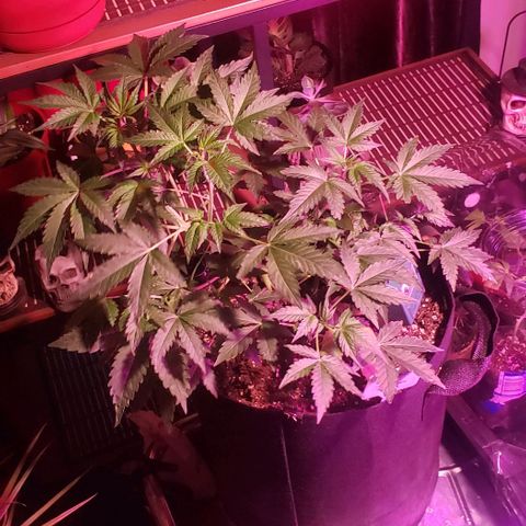 Berry blue auto growlog timeline photo