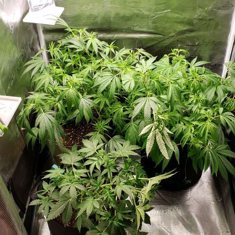 Berry blue auto growlog timeline photo